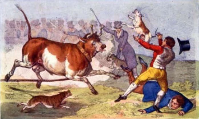 Bull-baiting, it wasn't always the bull who was hurt!